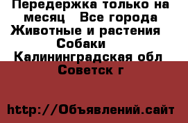 Передержка только на месяц - Все города Животные и растения » Собаки   . Калининградская обл.,Советск г.